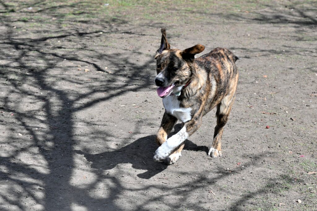Wilco la chienne au parc canin de Killarney