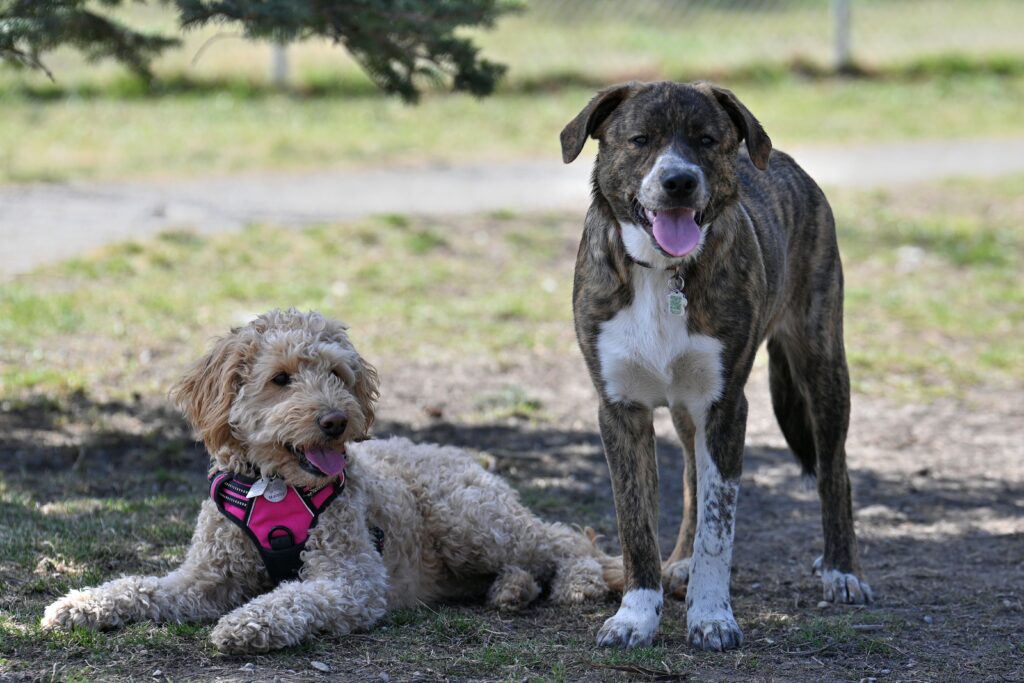 Wilco et Murphy au parc canin de Killarney 